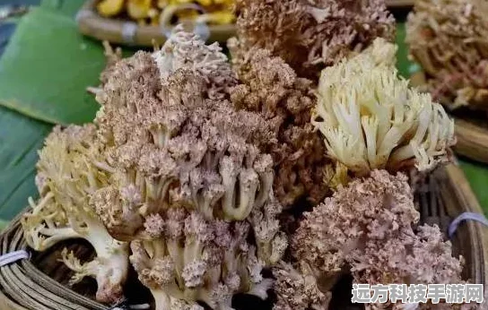 原神珊瑚宫心海美食喜好全揭秘
