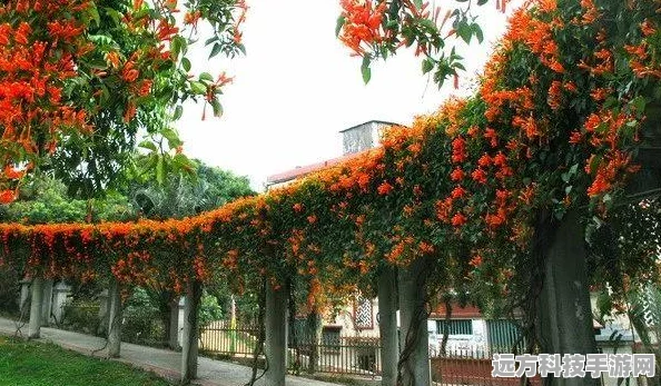 CF手游，揭秘刷茉莉BUG真相与永久茉莉获取攻略