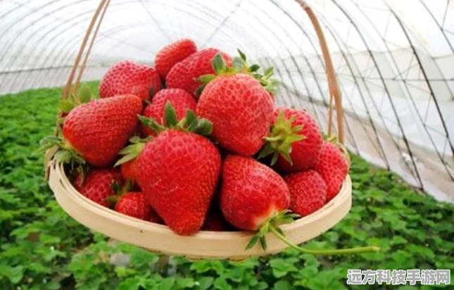 幻塔草莓采集指南，解锁两大区域，尽享采摘乐趣