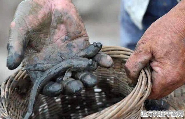 创造与魔法弹涂鱼垂钓指南，揭秘最佳钓鱼位置