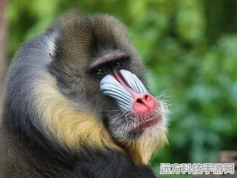 阴阳师妖怪屋探索之旅，顶尖阵容搭配全揭秘