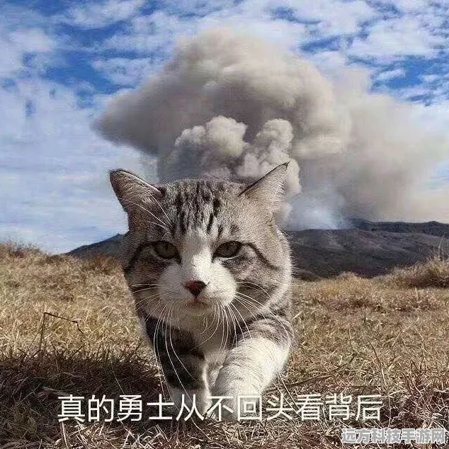 猫之城艾可的考验，解锁多重结局的奇妙之旅