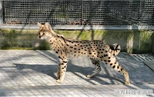 食物语猫耳朵深度解析，萌宠还是战斗利器？