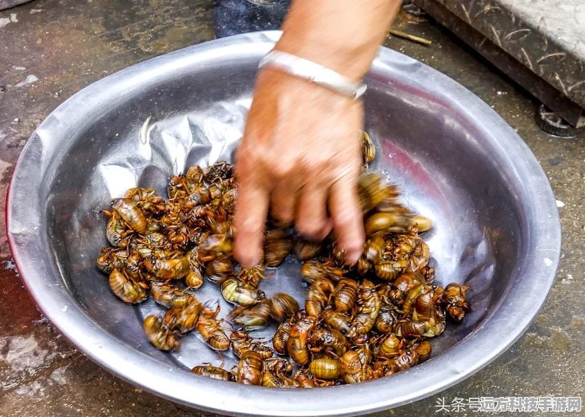 火爆猴性格深度剖析，打造战斗利器的关键选择
