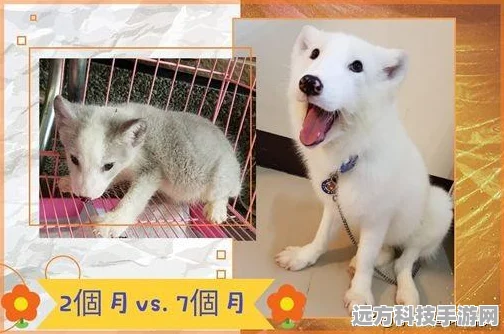 梦幻西游手游深度探索，老鼠精伙伴能力特色与战斗应用