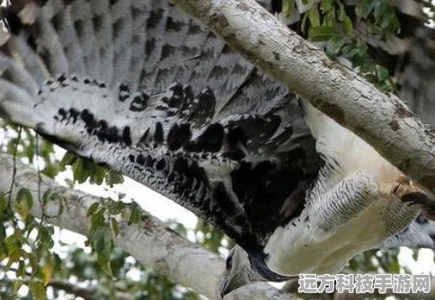 怪物猎人世界生物捕捉指南，各地图生物分布详解