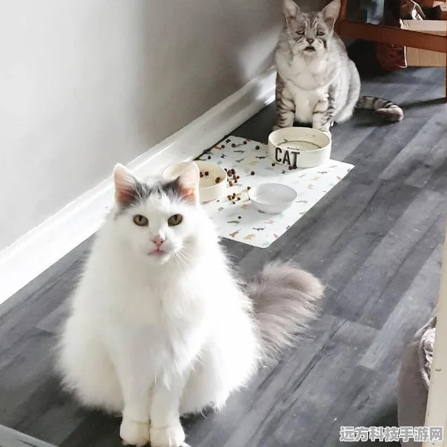 猫咪节奏达人，解锁冒险新篇章，解谜与节奏的双重盛宴