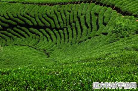 模拟农场25中欧风情，深耕攻略，解锁经营与种植新境界