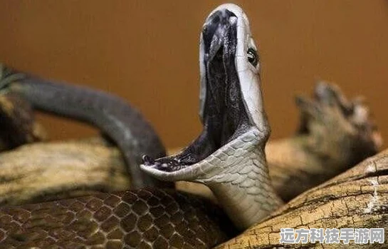 穿越火线，揭秘致命一击的绝妙魅力与实战策略