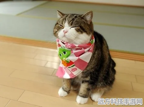 花样猫咪来袭，打造你的专属萌宠乐园