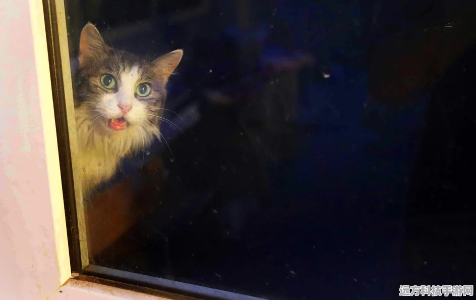 猫之城新海市夜巡全揭秘，穿梭夜幕，解锁猫城无限乐趣