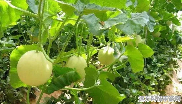 甜瓜游乐场，解锁模组新体验，畅享无广告沙盒乐趣