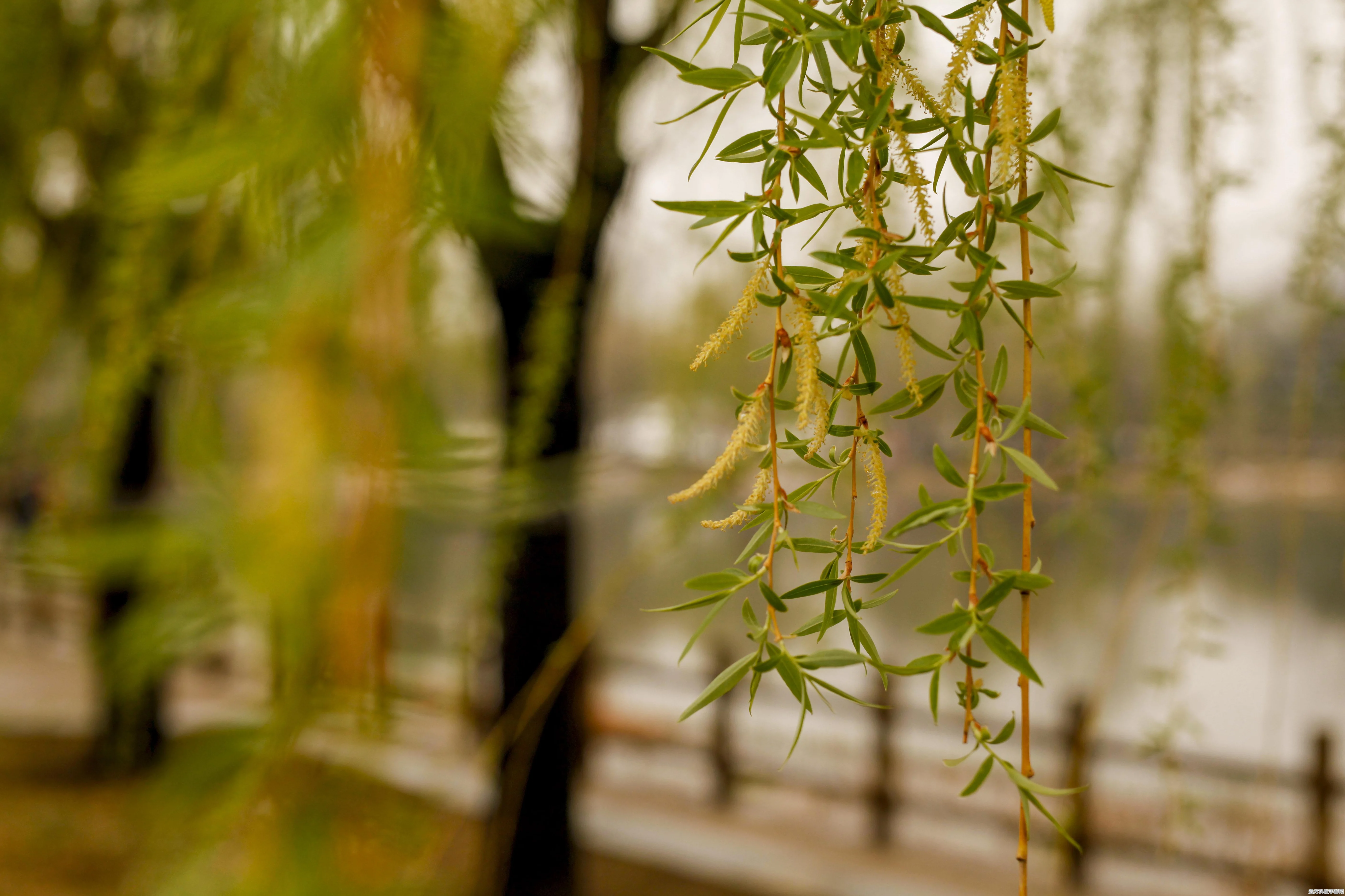 樱花校园新福利，无广告畅玩，服装全解锁，时尚搭配由你主宰！