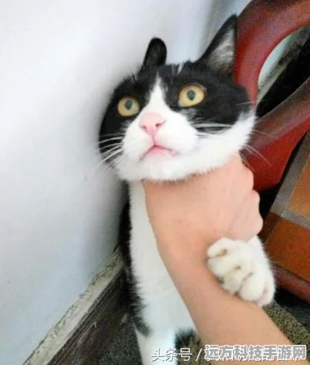 原神喂猫位置全揭秘，与萌宠共度欢乐时光