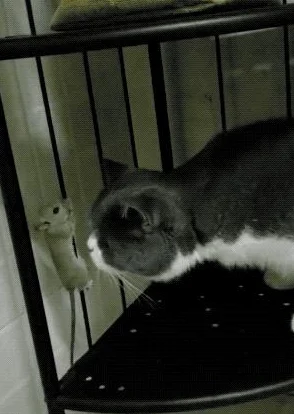 猫和老鼠角色获取秘籍，解锁你的游戏新体验