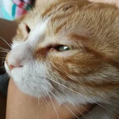 动物医院小猫，圆你医生梦，手术乐趣多