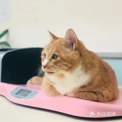 动物医院小猫，圆你医生梦，手术乐趣多