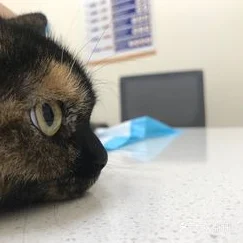 动物医院小猫，圆你医生梦，手术乐趣多