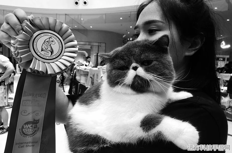 街头猫王，萌翻你的猫咪放置新体验