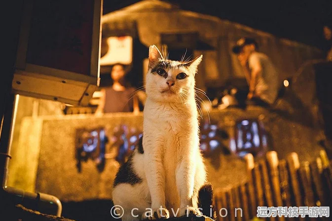 街头猫王，萌翻你的猫咪放置新体验