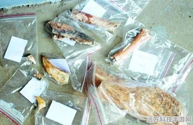 重返石器时代，探索远古冒险之旅——石器时代Online全面解析