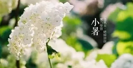 黎明微光中的田园诗篇，阳菜与朝露的奇妙邂逅
