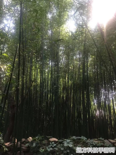烟雨江湖探秘，平谷村的宁静与秘境之旅