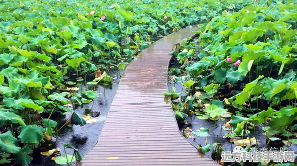 桃源深处有人家花圃育种秘籍，萝萝山育种技巧大公开
