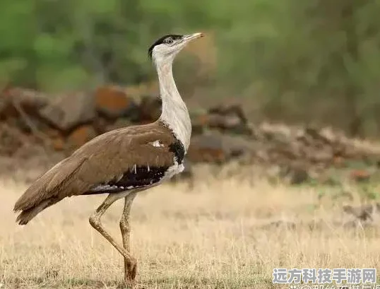 我的世界，打造超多生物群落世界的奇幻之旅