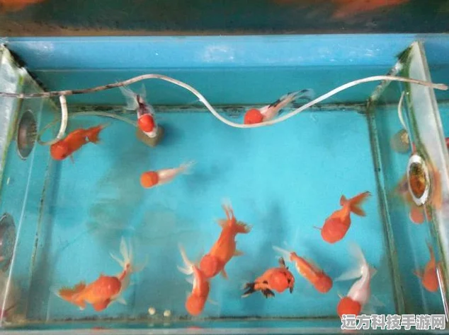 萌鱼泡泡，打造你的梦幻水族箱，休闲养鱼新体验！