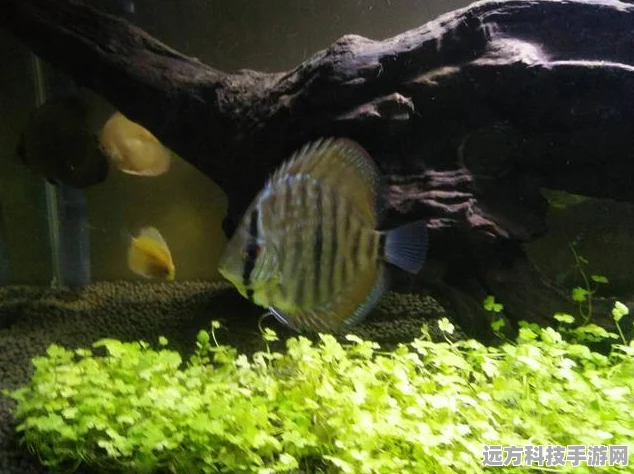萌鱼泡泡，打造你的梦幻水族箱，休闲养鱼新体验！