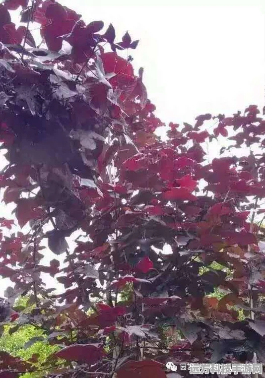 我的世界神奇宝贝，深入探索福禄果果树的奇幻奥秘