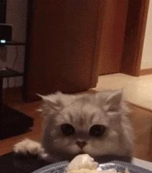 猫咪公寓2手机版来袭，萌宠收集养成新体验