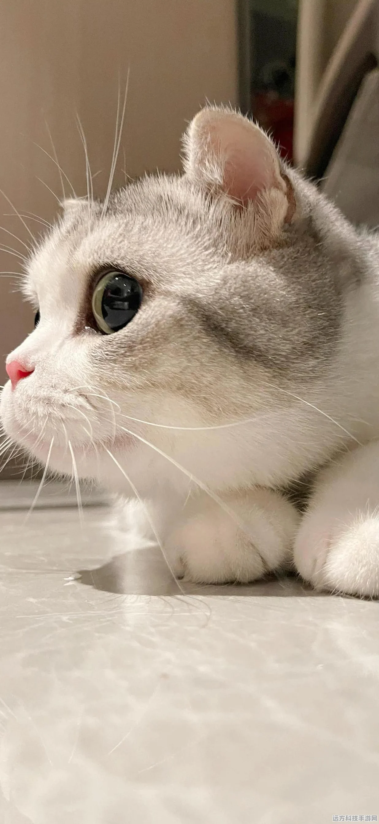 猫咪公寓2手机版来袭，萌宠收集养成新体验