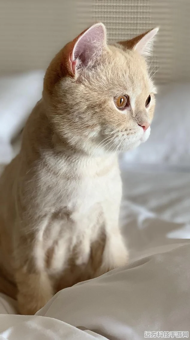 猫咪公寓2手机版来袭，萌宠收集养成新体验