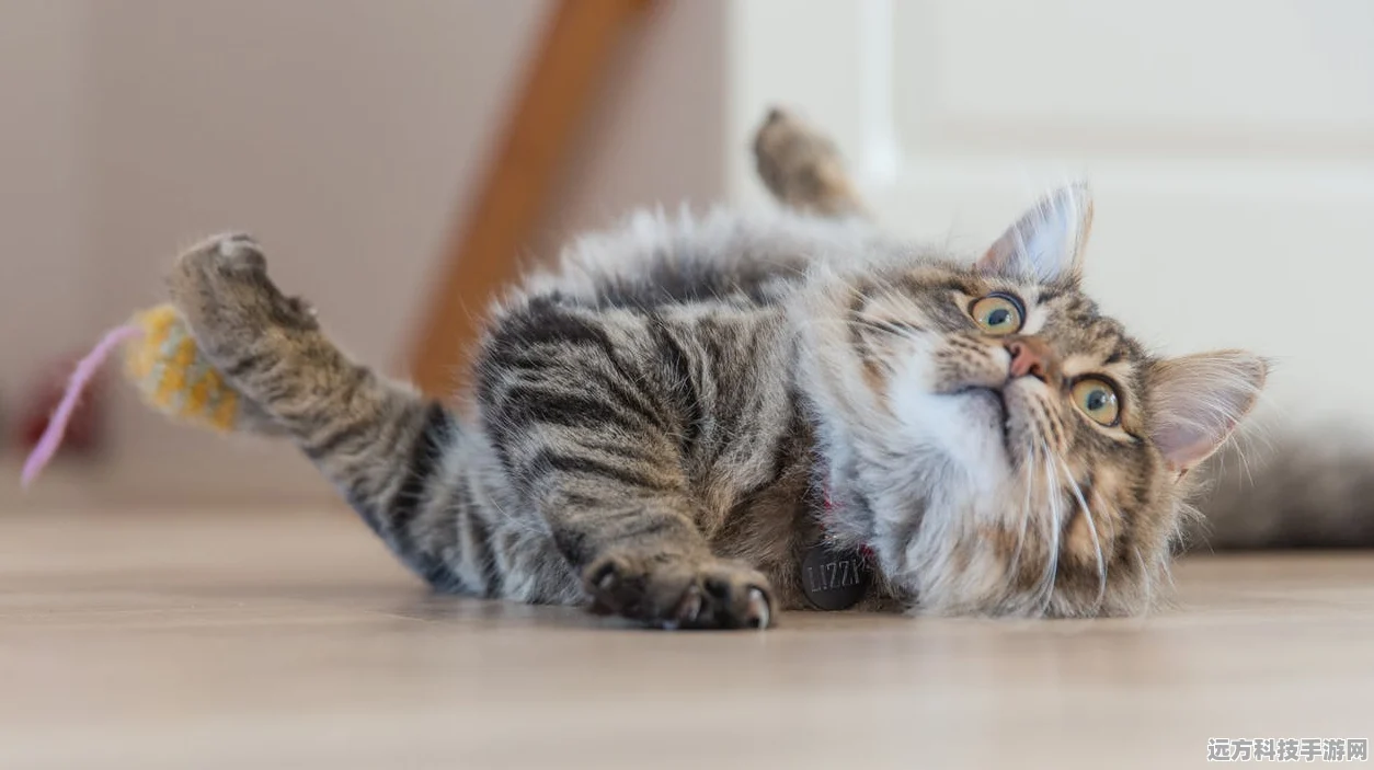 留恋猫馆，萌宠猫咪养成，预约下载现已开启
